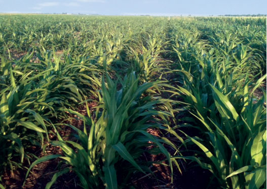 Corn crops in Texas