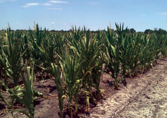 Corn row crops in Texas